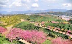 龙岩市区到永福樱花有多少公里啊？永福离漳平多少公里