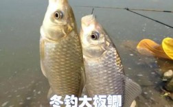 冬天能钓鲫鱼的最低温度？中国冬天最低温度是多少