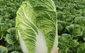 1月适合种植大白菜吗？韩国一月份大概多少度