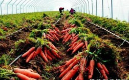 中国十大萝卜种植基地？上杭年气温多少