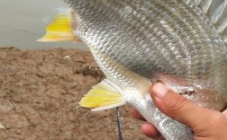 南沙钓黄脚腊鱼最佳位置？南沙今天气压多少合适