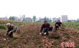 江苏山芋每年几月份丰收？淮阴区西宋集镇多少村