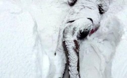 人冻死前会是怎样的情况？多少度以下属于极寒天气冻死人图片
