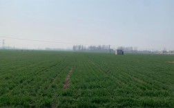 周口郸城种什么样麦种合适？郸城冬天最冷多少度