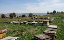 赣州地区8月份有哪些蜜源植物？2015年定南县十二月温度多少