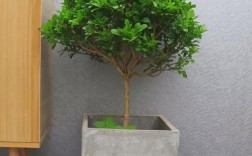 米兰需要经常喷水吗？米兰能耐多少度高温