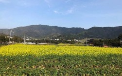 金华
曹村属于哪里？浙江曹村多少个村