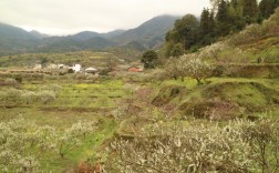 漳州九峰有几个自然村？乐山九峰镇有多少人口