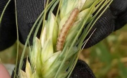 小麦储存几月份容易生虫？气温多少度面出虫