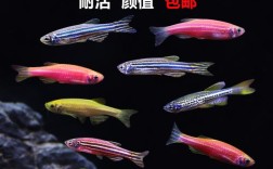 斑马鱼冬天怎么养？斑马气温多少度