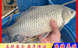 彭泽鲫银鲫白鲫的区别？彭泽的气温度多少