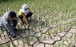 什么情况的才能算旱灾？降水多少以下是干旱