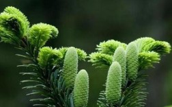珍稀植物有哪些？神木天气最冷多少度