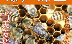 几月份关蜂王最好？关王气温要多少度