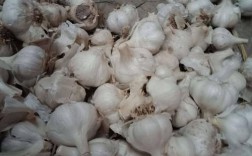 永年大蒜冬季生芽吗？永年冬季最低温度多少du