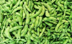 中国最好吃的毛豆品种？安徽阜南气温是多少