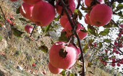 洛川苹果花冻了吗？洛川明天的气温是多少