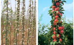 苹果树苗几年挂果？新疆共多少亩苹果树