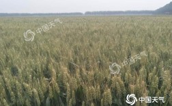 衡水小麦能冻死吗？衡水冬天温度一般是多少度