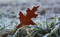气温5度会落霜吗？连续5天气温在多少度为秋天