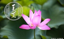 夏至的温度一般是多少度？夏至气温达到多少度