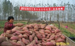 开封地区红薯什么时候栽？四月份一般温度多少开封