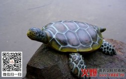 温州乌龟冬眠时间？浙江温州的温度是多少时间