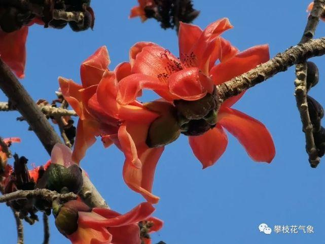 四川夏天最热的城市?攀枝花夏天最热多少度-图2 四川夏天最热的城市?攀枝花夏天最热多少度-图2