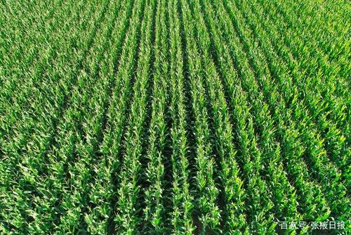 大田苞米什么时候种最合适?气温多少度大田适宜播种-图2 大田苞米什么时候种最合适?气温多少度大田适宜播种-图2