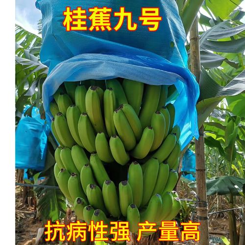 桂蕉9号要几个月才挂果?南宁9号气温多少天-图1 桂蕉9号要几个月才挂果?南宁9号气温多少天-图1