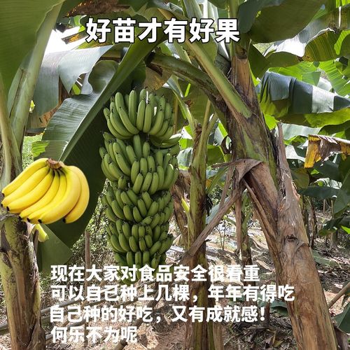 桂蕉9号要几个月才挂果?南宁9号气温多少天-图3 桂蕉9号要几个月才挂果?南宁9号气温多少天-图3