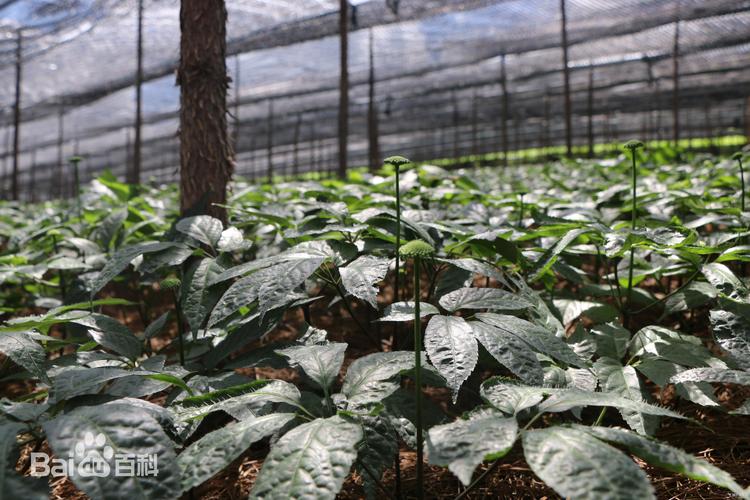 江西能种三七吗?西畴冬季温差是多少-图2 江西能种三七吗?西畴冬季温差是多少-图2