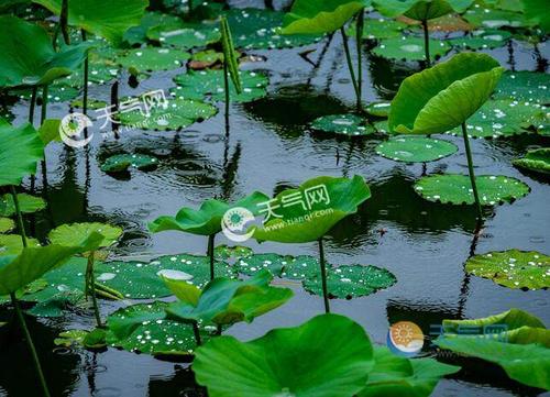 夏至的天气特征及其原因?夏至一般气温是多少-图3 夏至的天气特征及其原因?夏至一般气温是多少-图3