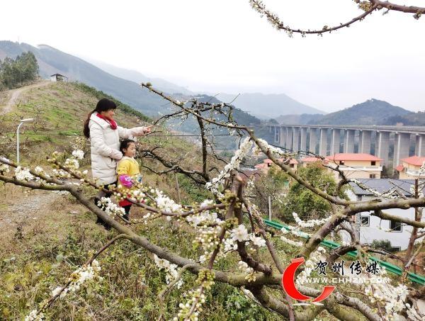 贺州贺街李花最佳观赏期?八步到贺街多少公里-图2 贺州贺街李花最佳观赏期?八步到贺街多少公里-图2