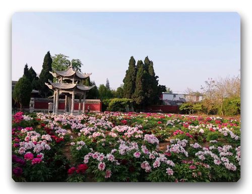 菏泽有什么景点？菏泽凝香园门票多少钱-图3