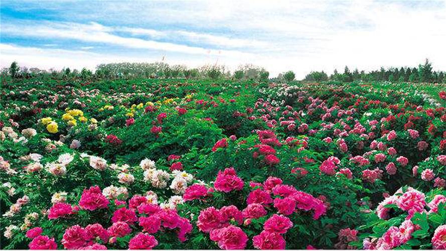 菏泽有什么景点？菏泽凝香园门票多少钱-图2