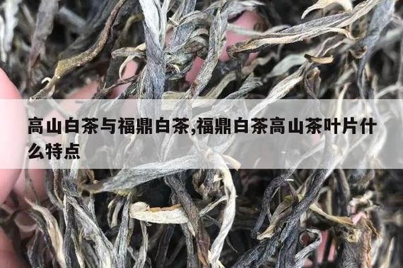 点头白茶和磻溪白茶的分别?福鼎到点头镇多少公里-图3 点头白茶和磻溪白茶的分别?福鼎到点头镇多少公里-图3