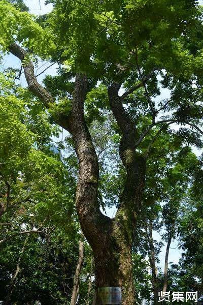 我家有一棵黄檀树,有人说是小叶黄檀,而且树龄有120年了,我想知道这样一棵树大概值多少钱?一棵树能值多少钱-图2 我家有一棵黄檀树,有人说是小叶黄檀,而且树龄有120年了,我想知道这样一棵树大概值多少钱?一棵树能值多少钱-图2