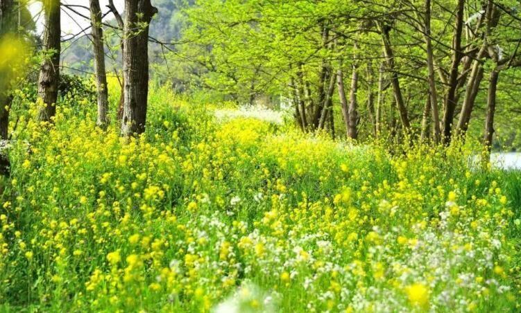 春天有什么景物和特点?春季温度是多少-图2 春天有什么景物和特点?春季温度是多少-图2