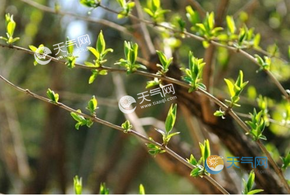 立春后温度?立春后气温将达到多少-图3 立春后温度?立春后气温将达到多少-图3