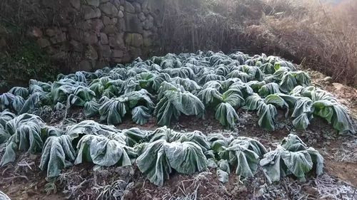 出现霜冻的条件?霜冻出现的气温是多少度-图3 出现霜冻的条件?霜冻出现的气温是多少度-图3