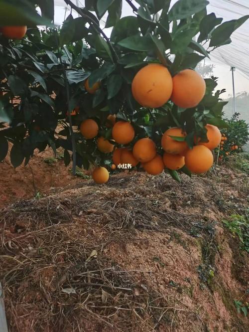 赣南脐橙耐受最低温度?赣州最低气温是多少-图1 赣南脐橙耐受最低温度?赣州最低气温是多少-图1