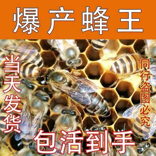 几月份关蜂王最好?关王气温要多少度-图1 几月份关蜂王最好?关王气温要多少度-图1