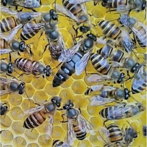 几月份关蜂王最好?关王气温要多少度-图2 几月份关蜂王最好?关王气温要多少度-图2