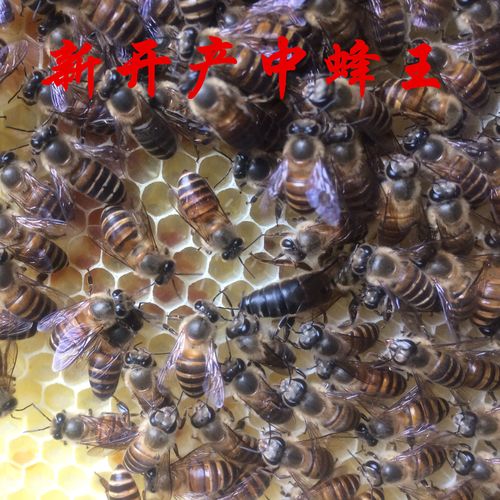 几月份关蜂王最好?关王气温要多少度-图3 几月份关蜂王最好?关王气温要多少度-图3