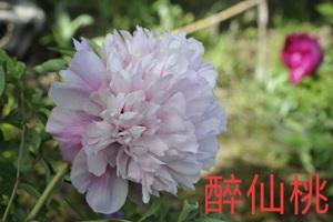 仙桃花怎么养?仙桃空气中的湿度多少-图2 仙桃花怎么养?仙桃空气中的湿度多少-图2