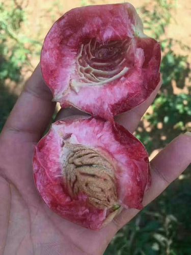 仙桃花怎么养?仙桃空气中的湿度多少-图3 仙桃花怎么养?仙桃空气中的湿度多少-图3