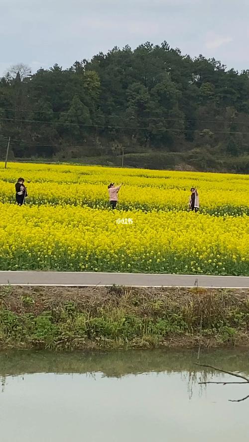 丰城油菜花在什么地方?丰城到隍城有多少公里-图1 丰城油菜花在什么地方?丰城到隍城有多少公里-图1