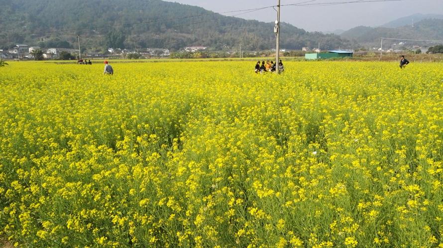 丰城油菜花在什么地方?丰城到隍城有多少公里-图2 丰城油菜花在什么地方?丰城到隍城有多少公里-图2