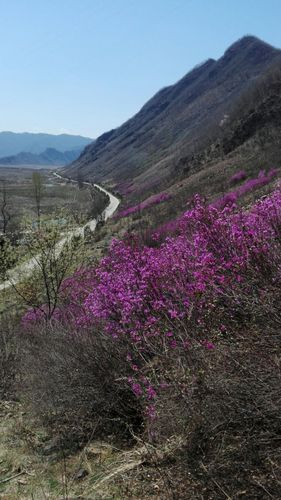 集安映山红什么时候开?集安的温度是多少-图1 集安映山红什么时候开?集安的温度是多少-图1